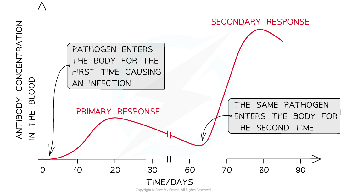 Antibody-concentration