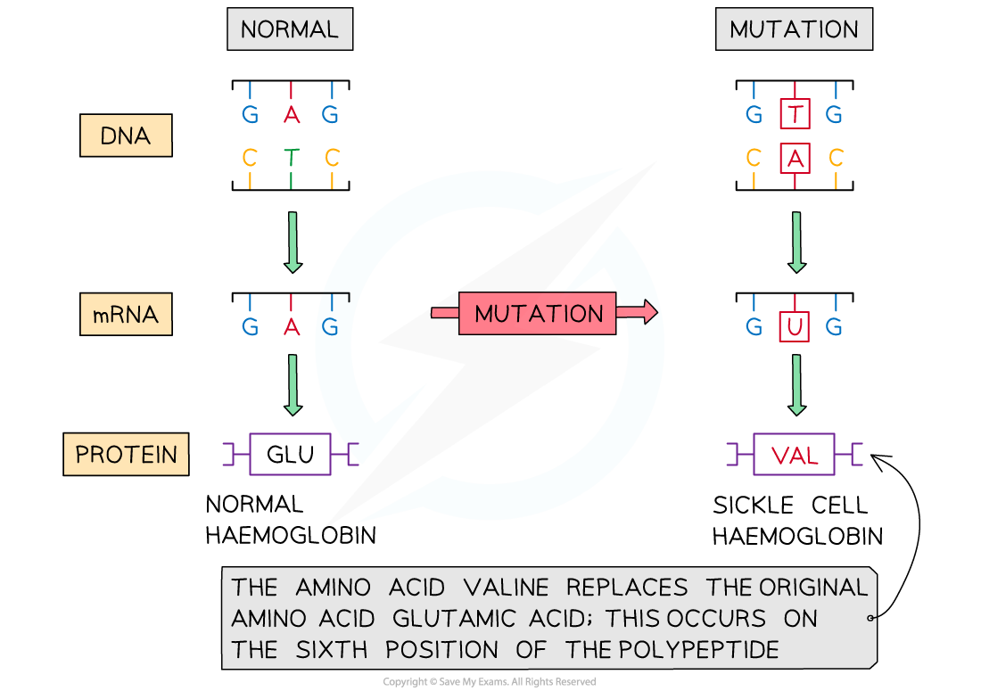 Base-Substitution-Mutation-of-Sickle-Cell-Anaemia