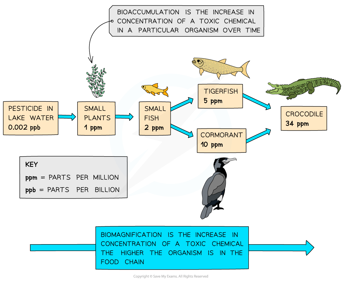 Bioaccumulation-and-biomagnification-of-a-pesticide