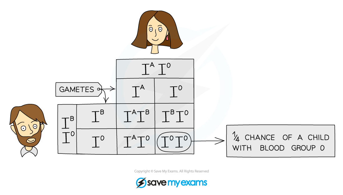 Blood-group-inheritance