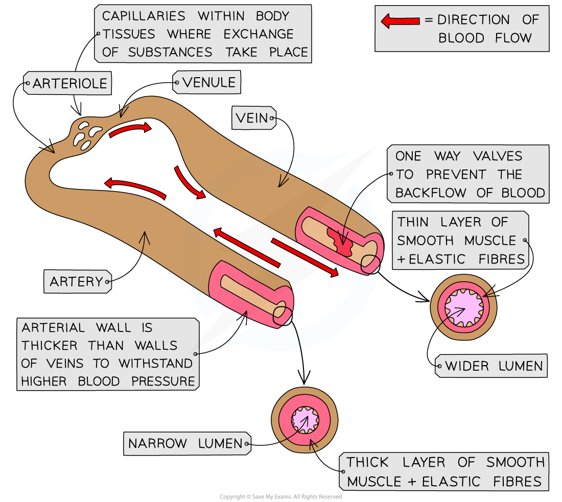 Blood-vessels-of-the-circulatory-system_1