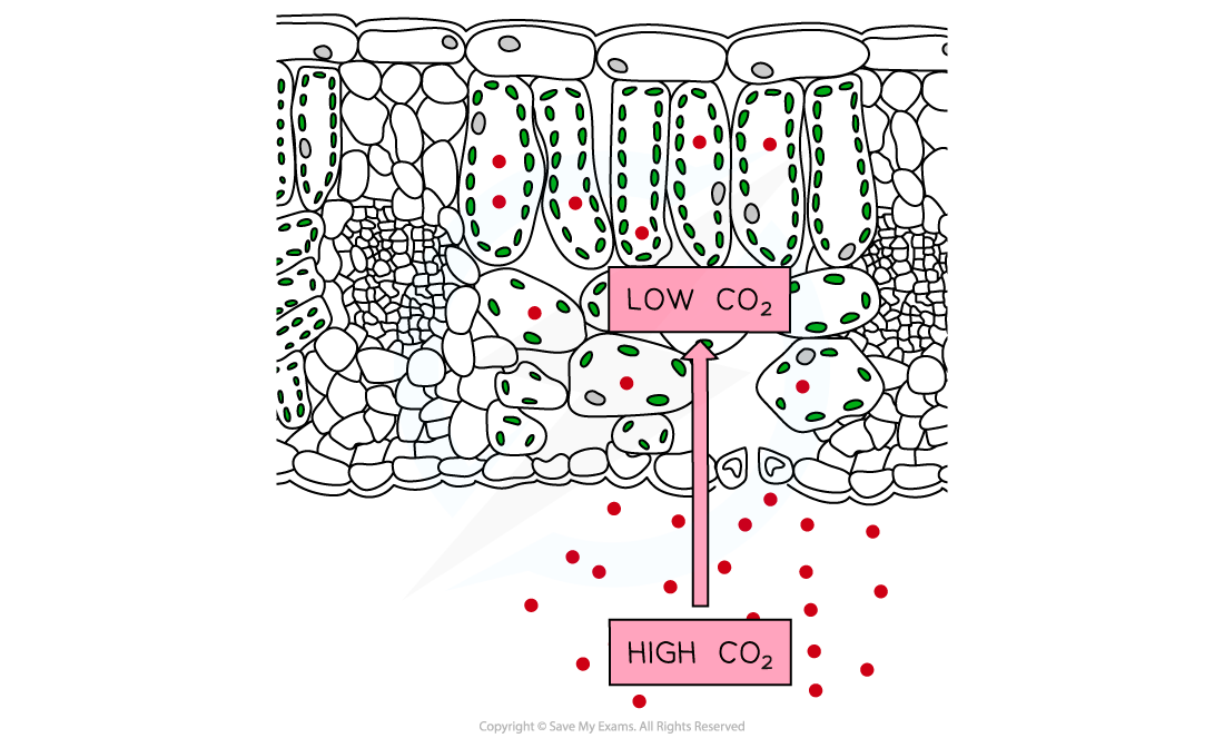 Carbon-Dioxide-Absorption