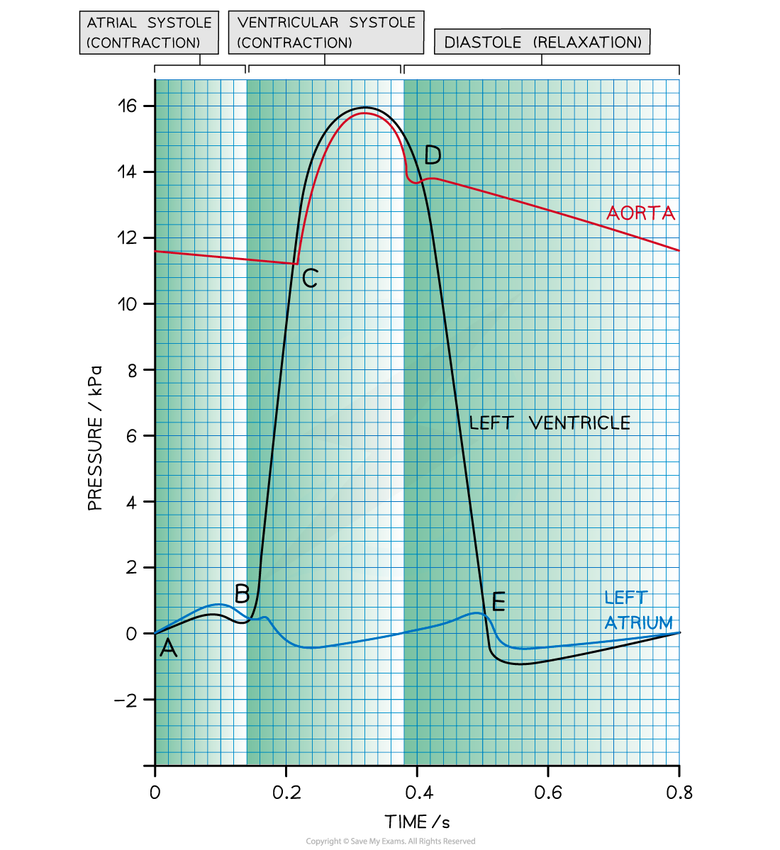 Cardiac-Cycle-Labelled