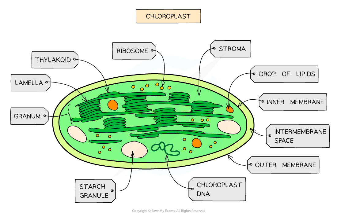 Cell-components_Chloroplast