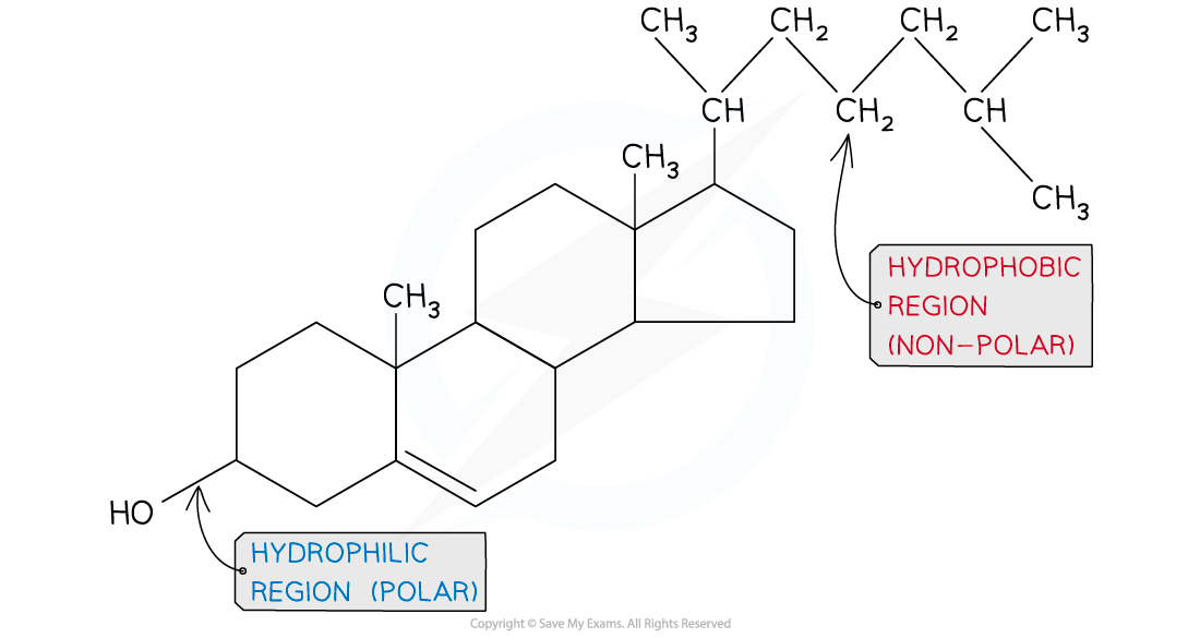 Cholesterol-structure_1