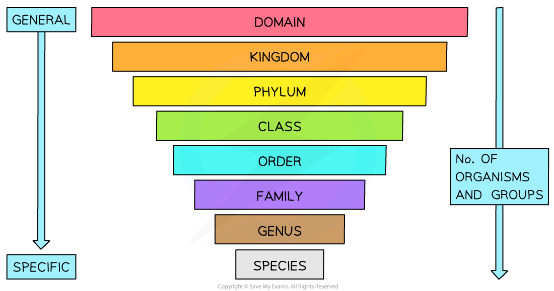 What Is Another Name For Classification