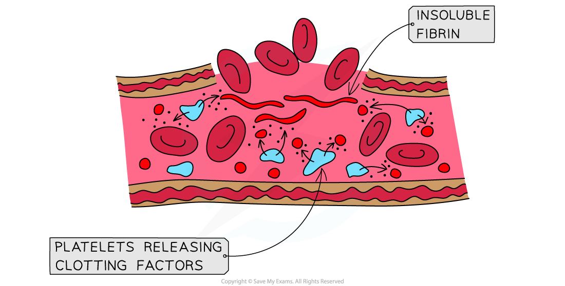 Clotting-factors-and-blood-clot-formation-2