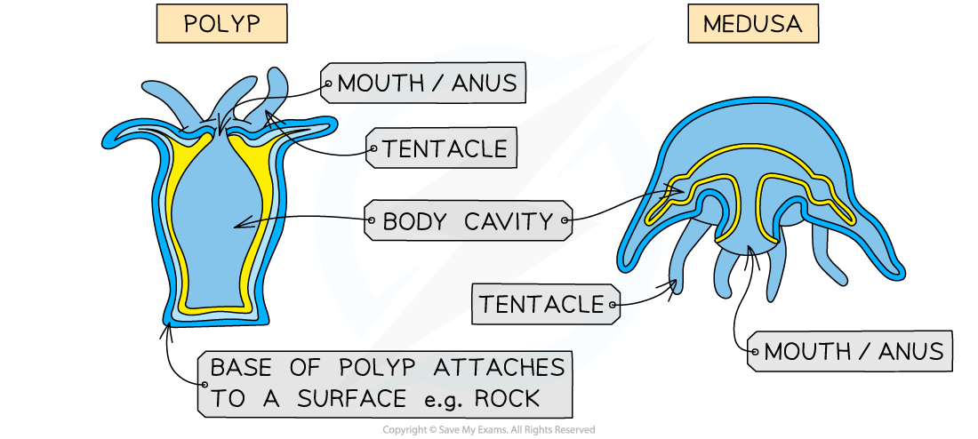 Cnidaria