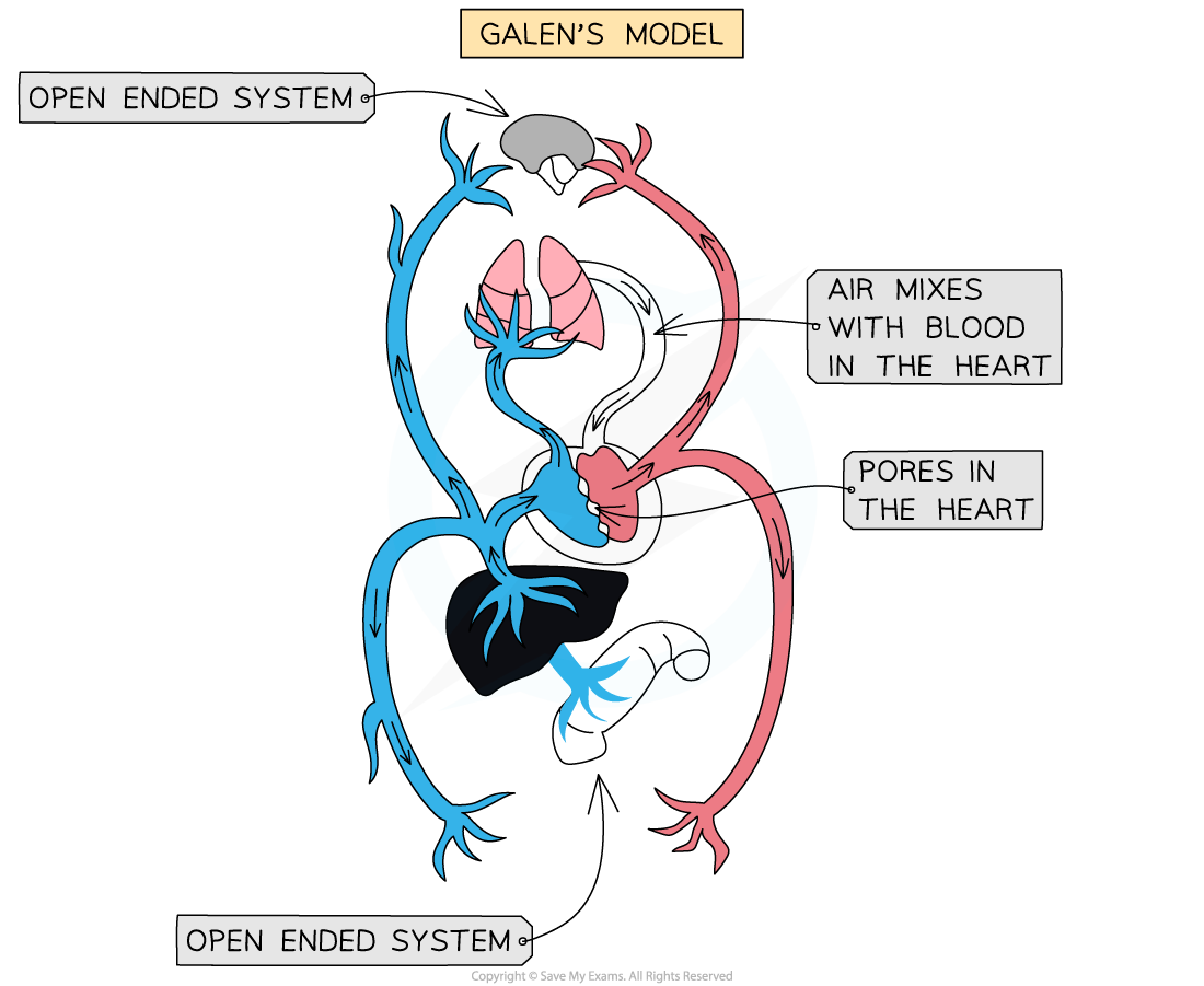 Comparing-Galen-and-Harveys-models-of-circulation-1