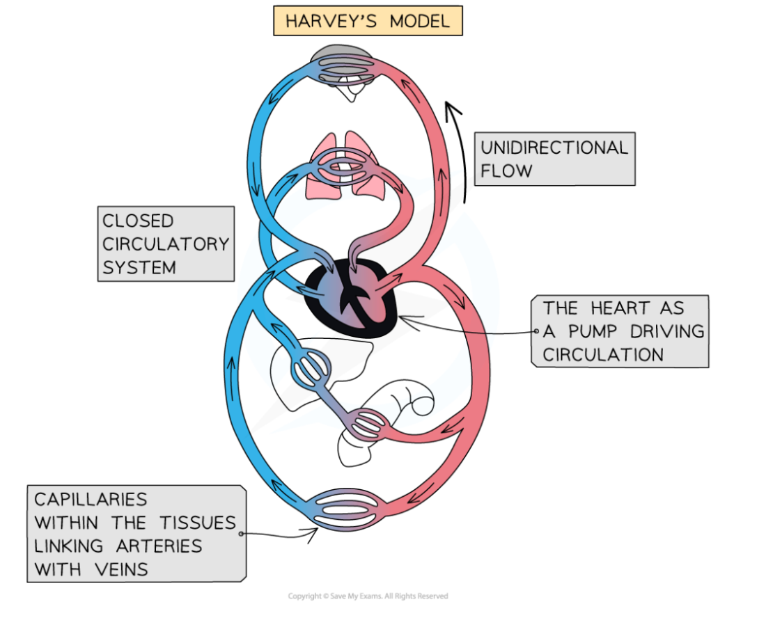 Comparing-Galen-and-Harveys-models-of-circulation-2