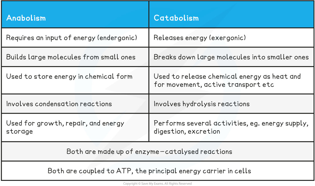 Comparison-of-Anabolism-and-Catabolism-Table