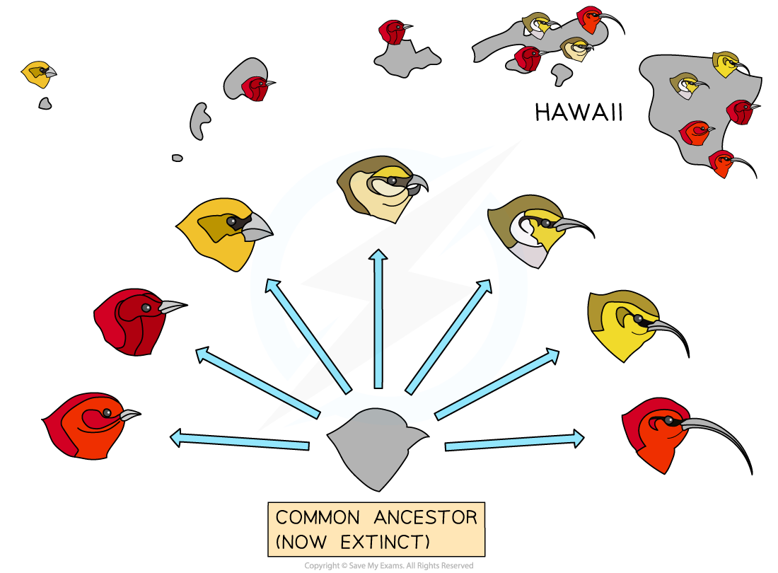 Continuous-Variation-Between-Populations-of-Honeycreepers