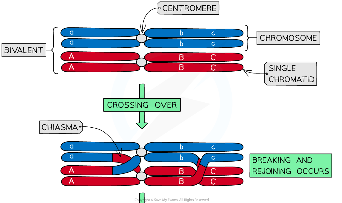 Crossing-over-1