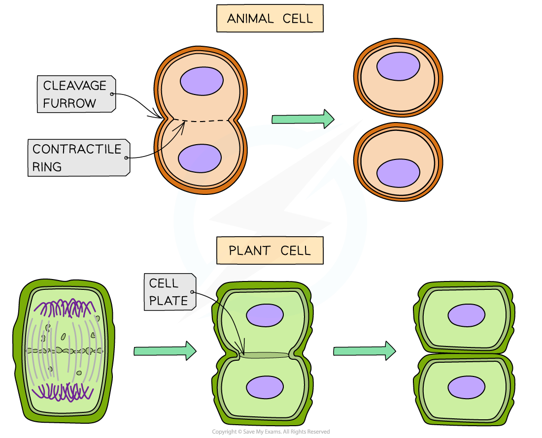 IB DP Biology HL 1 4 1 Cell Cycle 