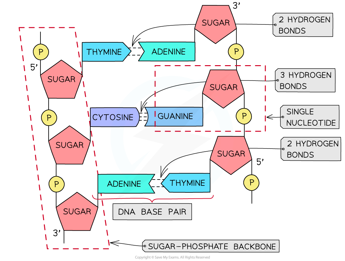 DNA-molecule-with-hydrogen-bonding