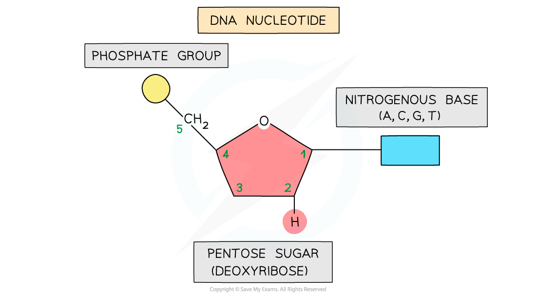 DNA-nucleotide-with-carbon-numbers