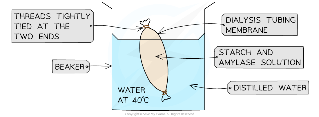 Dialysis-Tubing-Experiment