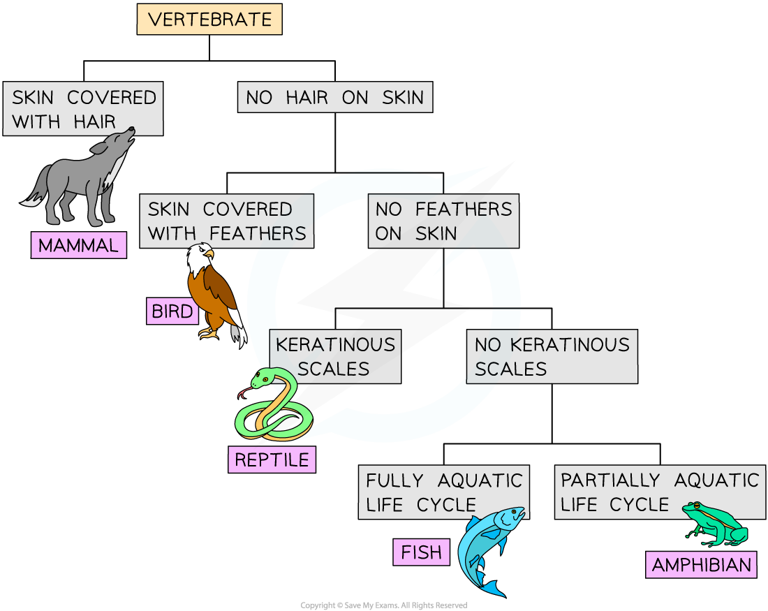 Dichotomous-keys