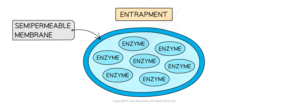 Different-methods-of-immobilising-enzymes-2