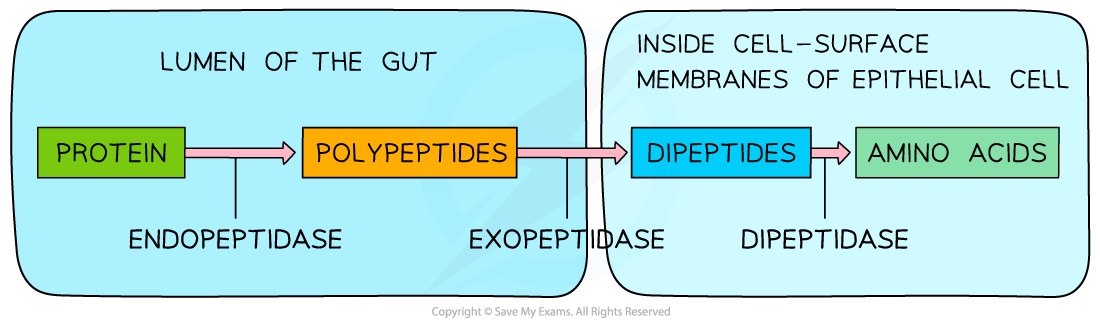 Digestion-of-Protein