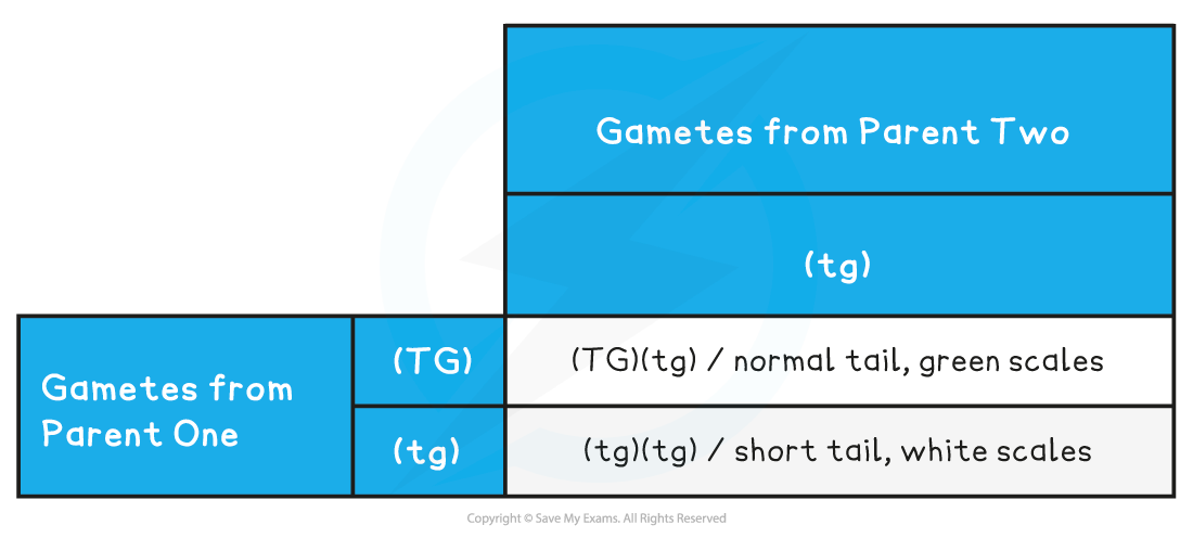 Dihybrid-Cross-with-Linkage-Punnett-Square