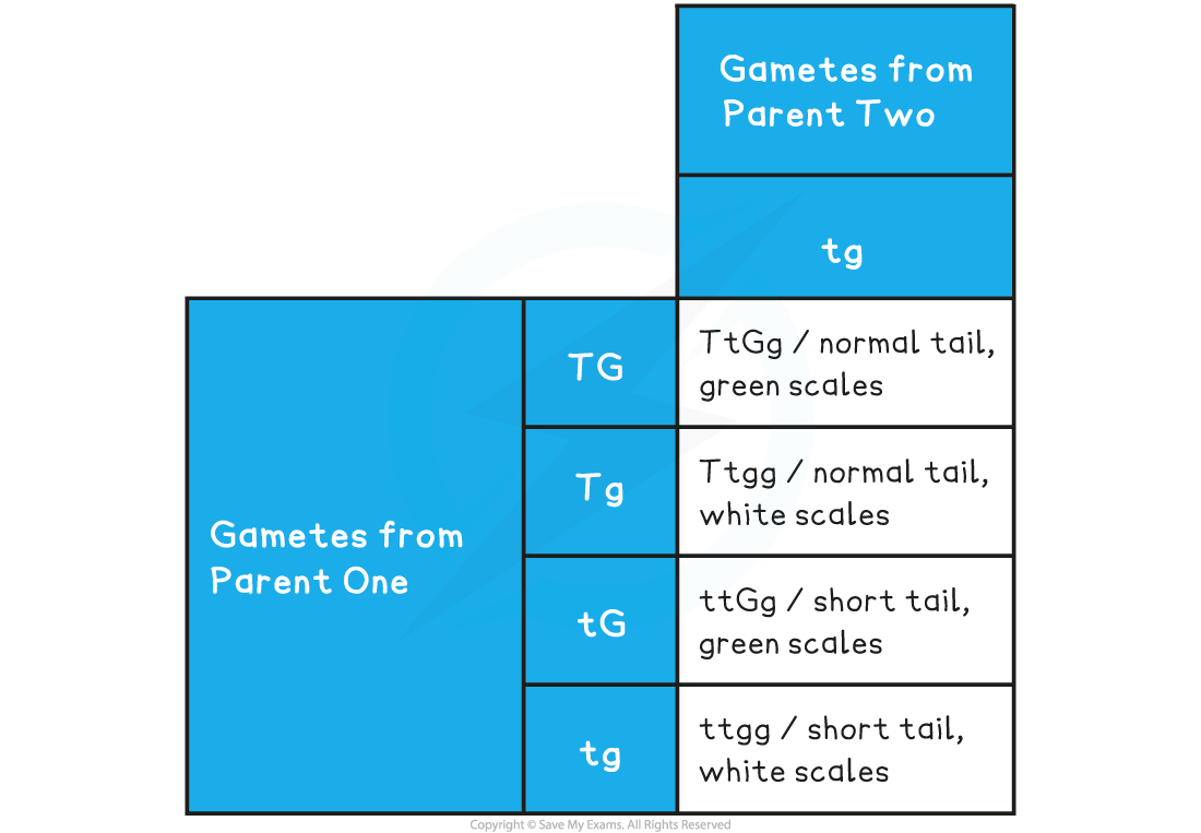 Dihybrid-cross-unlinked-genes