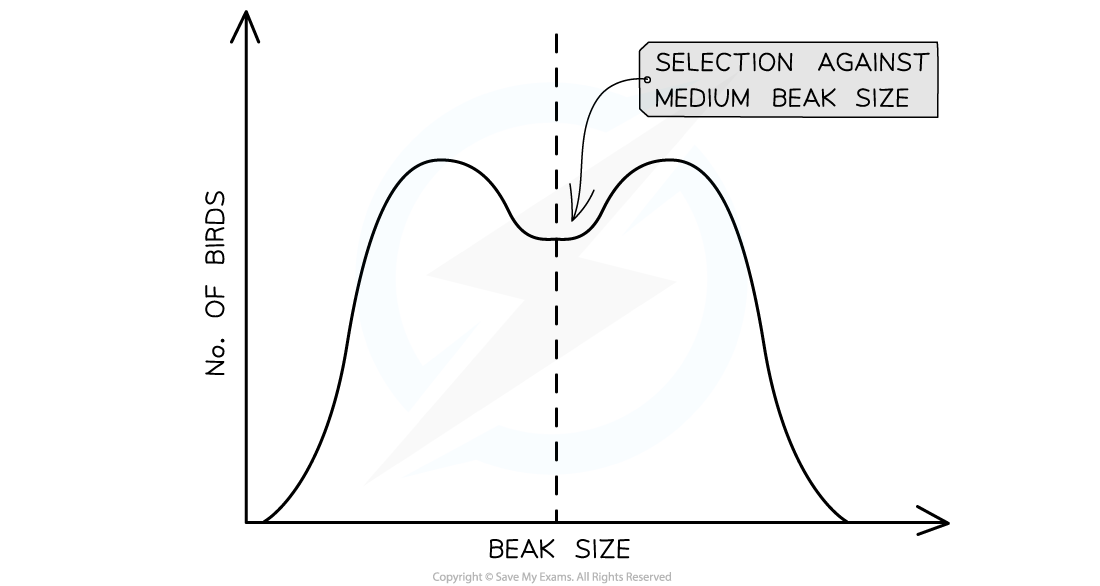 Disruptive-selection-on-beak-size