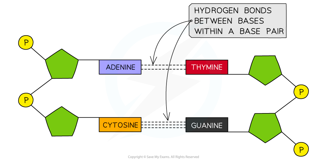 Drawing-Base-Pairing-1