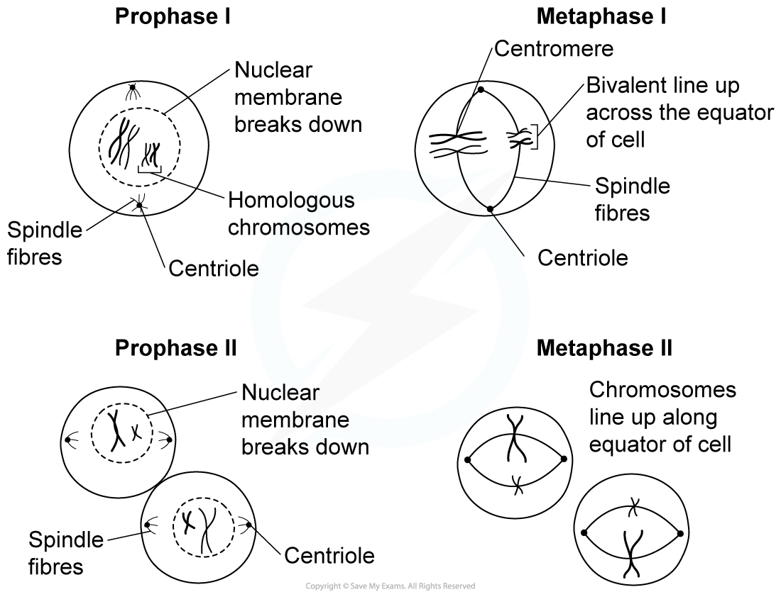 Drawing-the-stages-of-meiosis-1