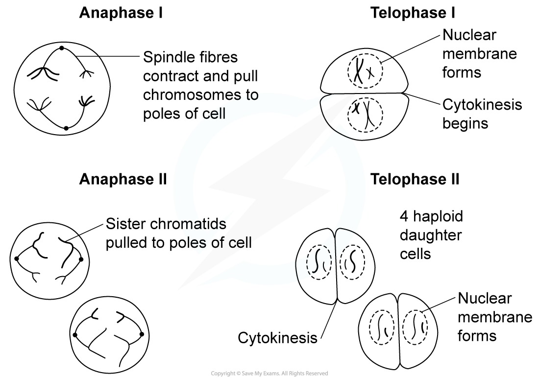 Drawing-the-stages-of-meiosis-2