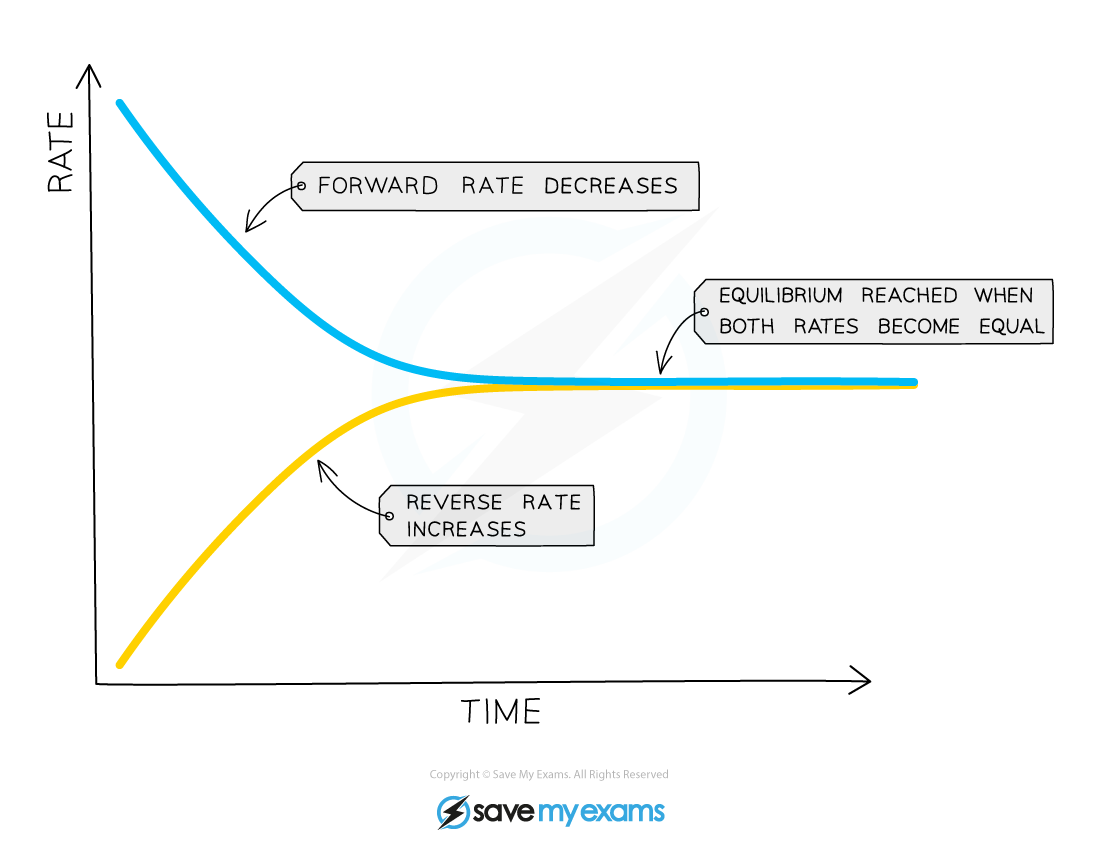 Dynamic Equilibrium Anatomy Def