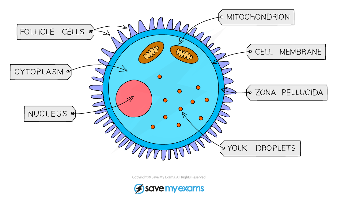 Egg-Cell