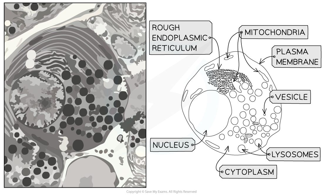 Electron-micrograph-and-drawing-of-an-exocrine-gland-cell-of-the-pancreas