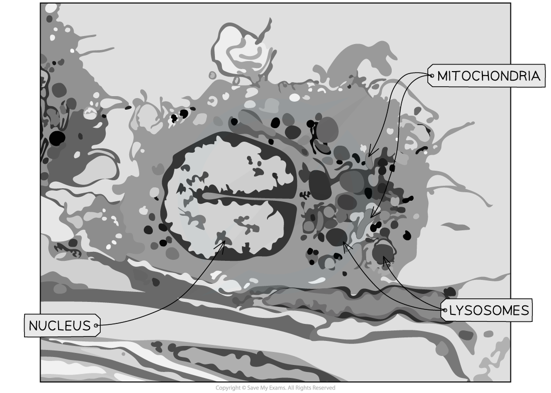 Electron-micrograph-of-cell-1