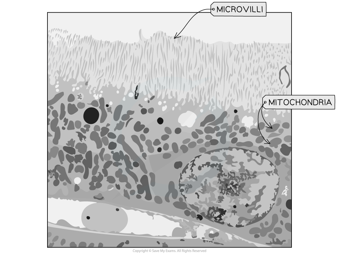 Electron-micrograph-of-cell-2