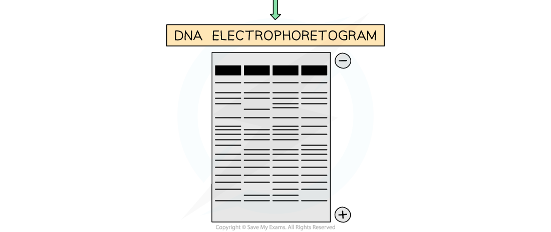 Electrophoresis-2