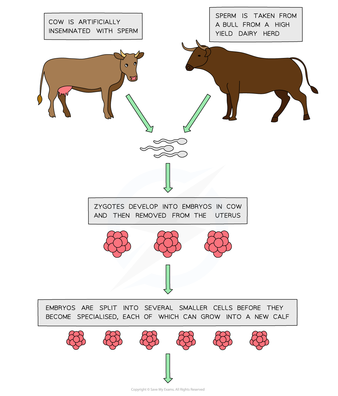 Embryo-cloning_1