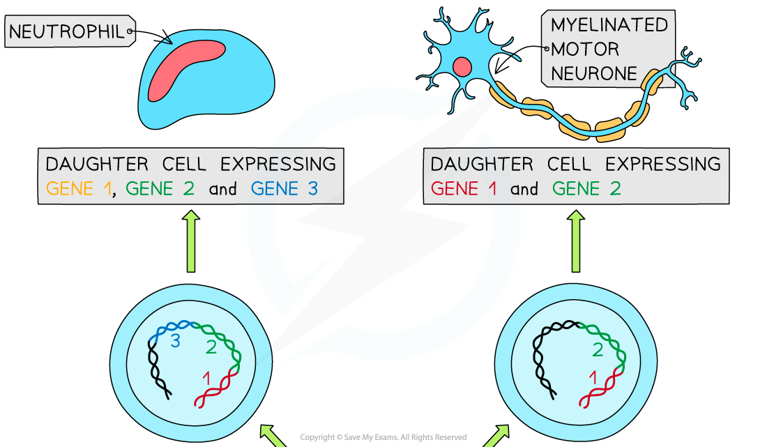 Expression-of-genes-resulting-in-cell-differentiation-1