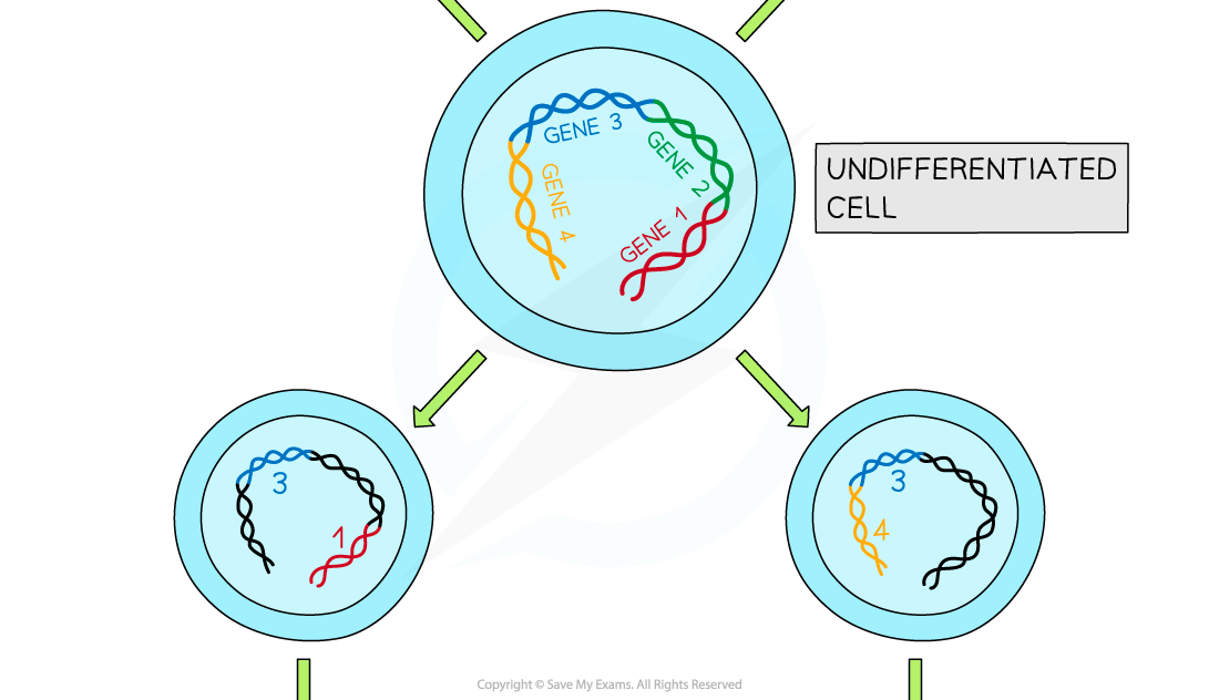 Expression-of-genes-resulting-in-cell-differentiation-2