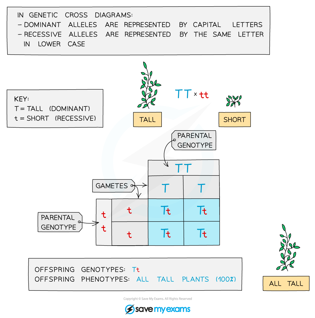 F1-genetic-cross