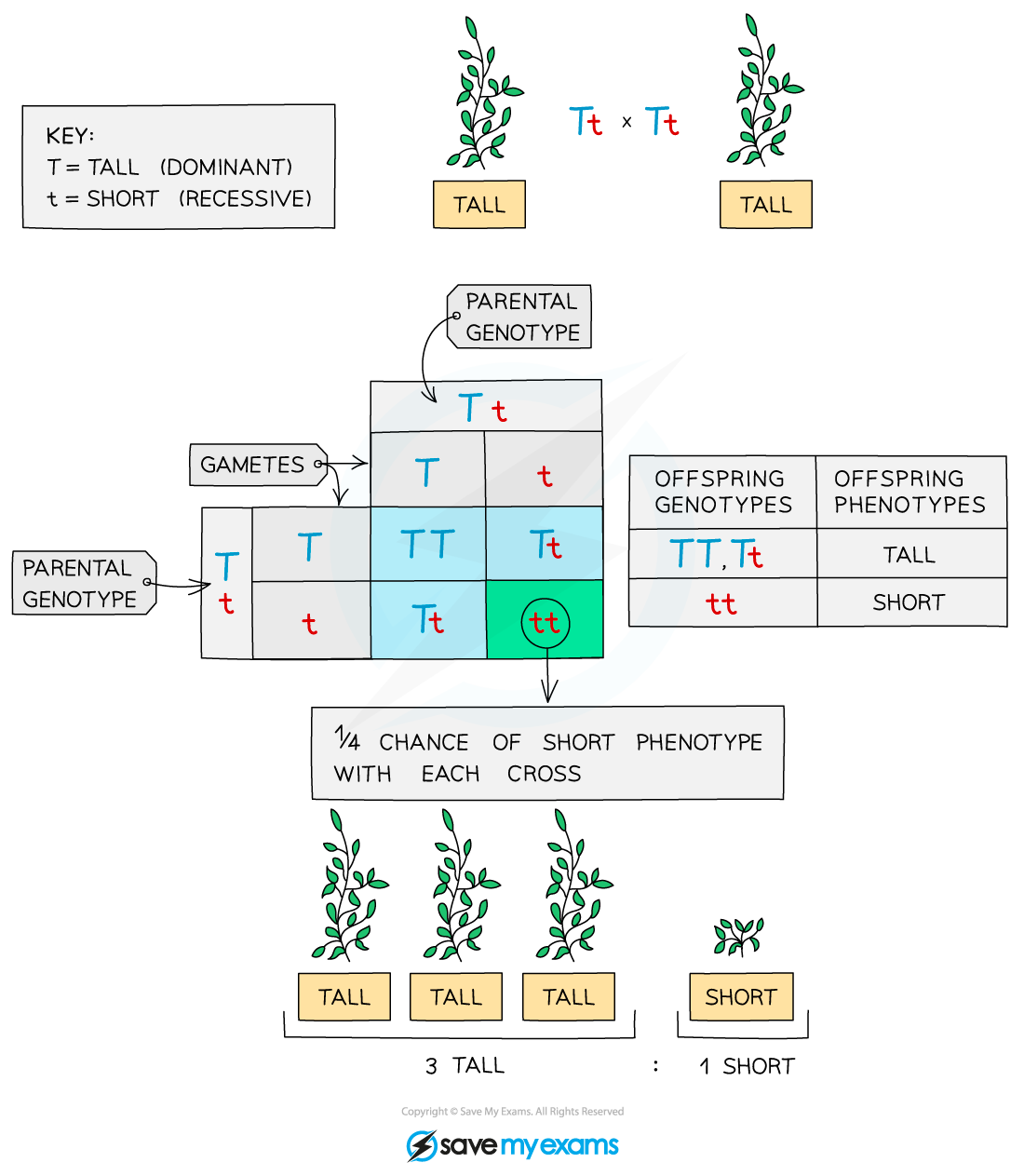 F2-genetic-cross