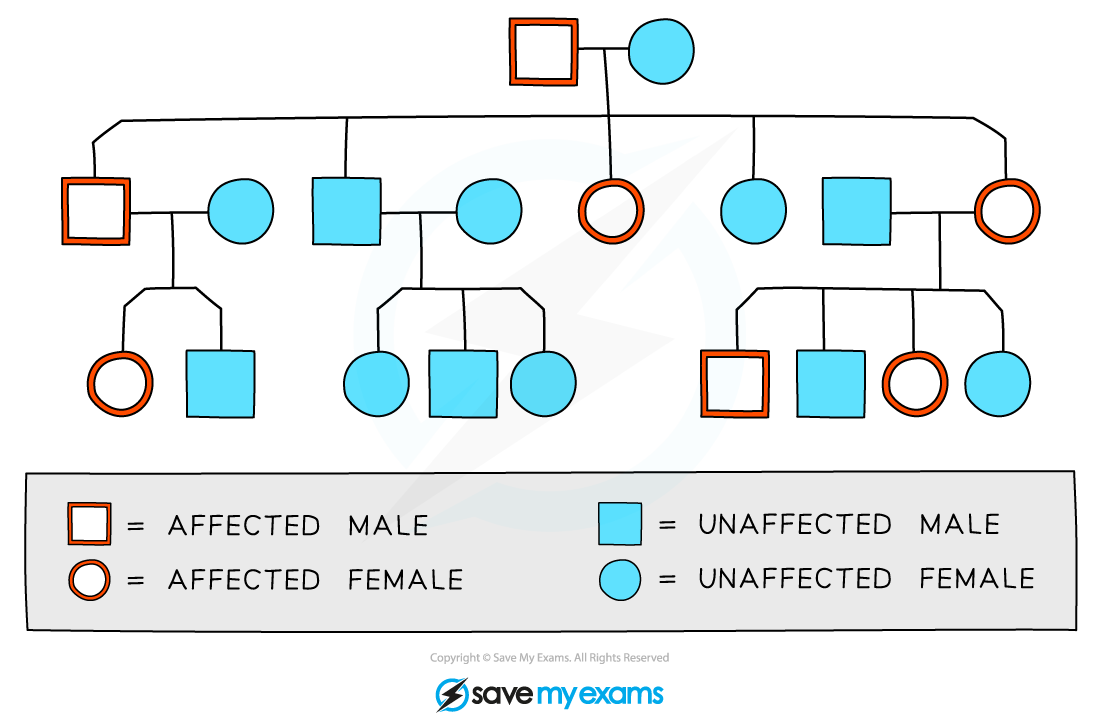 Family-pedigree-chart