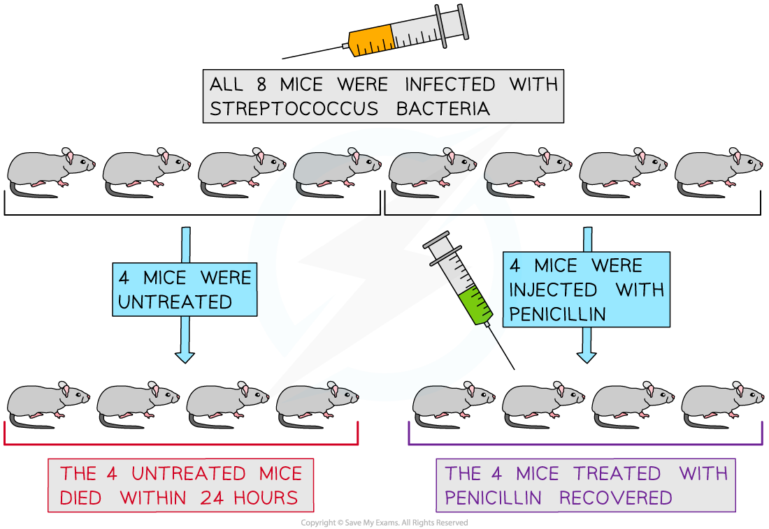 Florey-and-Chains-experiments-with-penicillin