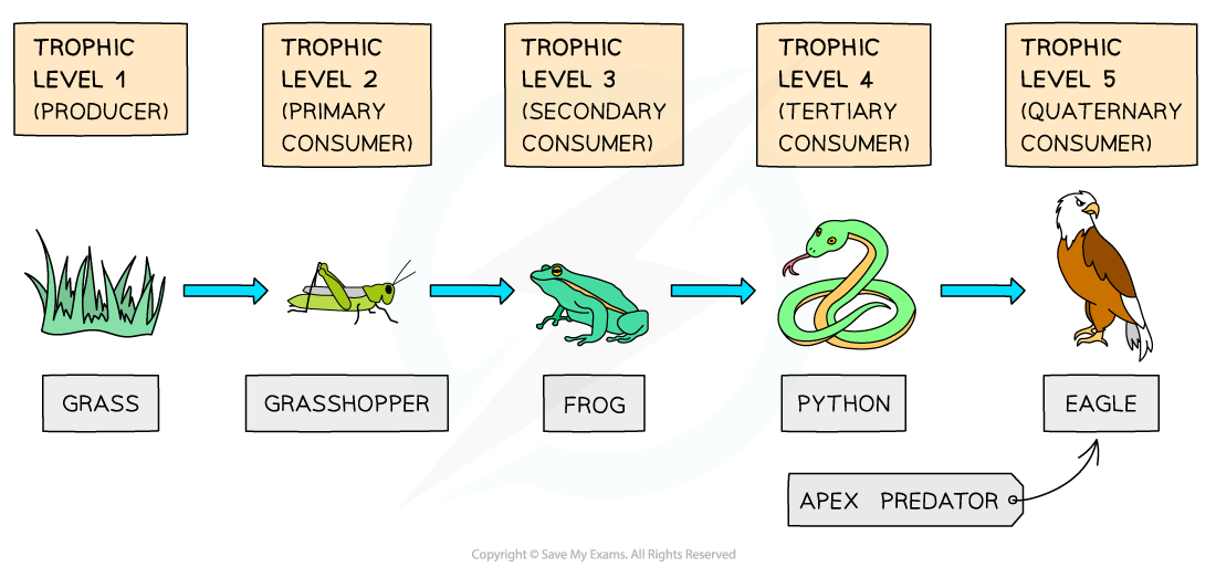 Edexcel IGCSE Biology 复习笔记 4.2.1 Trophic Levels & Food Chains-翰林国际教育