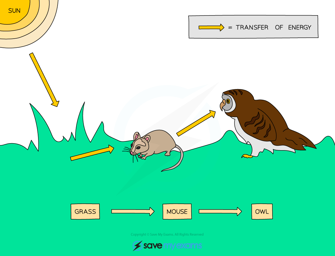 Which Best Describes What A Food Chain Shows You