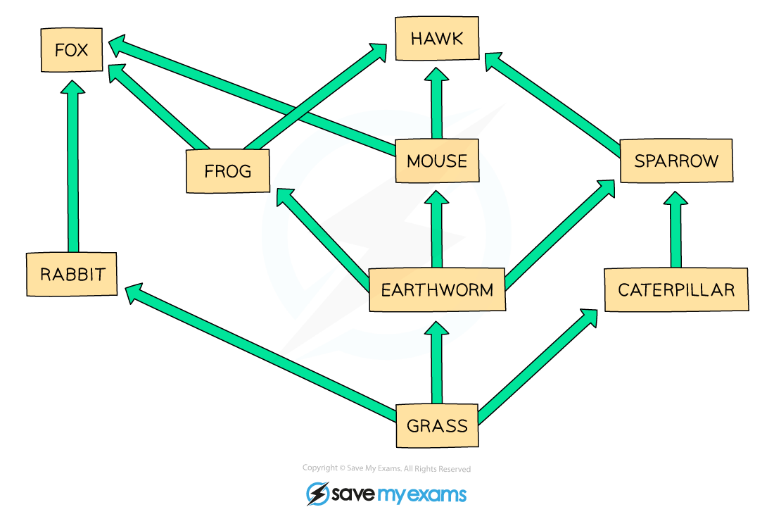 Food-web