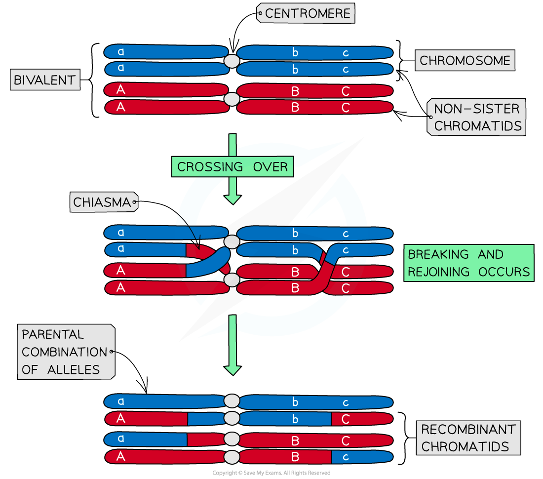 Genetic-Variation-Crossing-Over