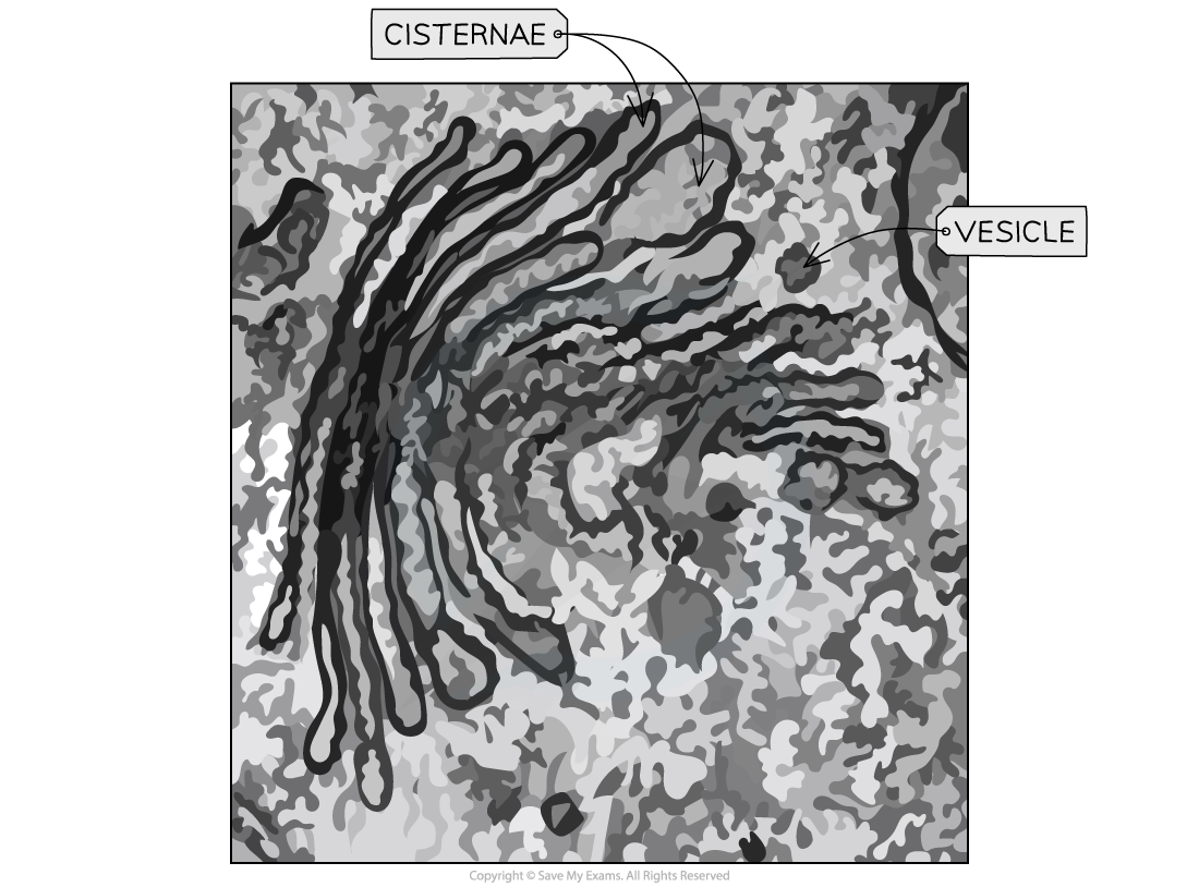 Golgi-Apparatus