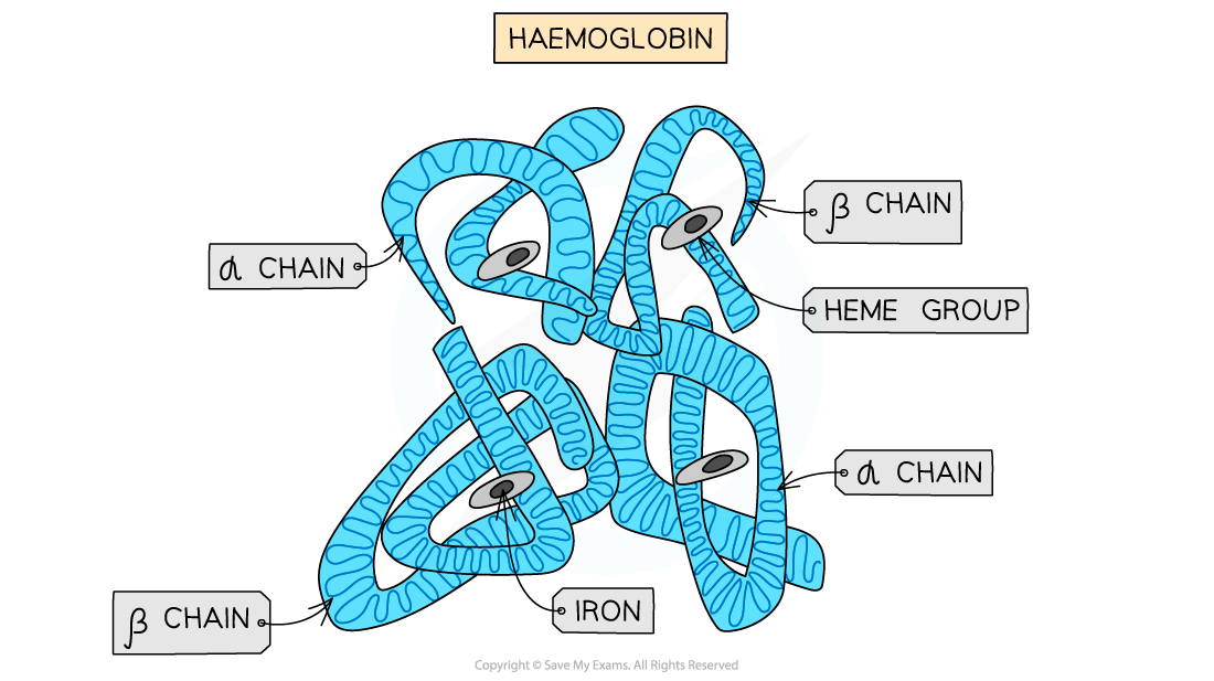 Haemoglobin