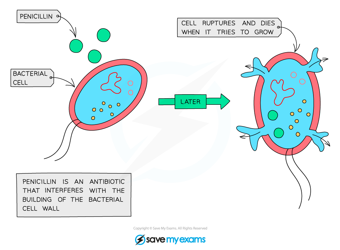 How-antibiotics-work